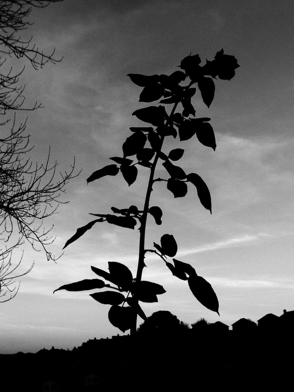 rose with bud and leaves under cloudy sky