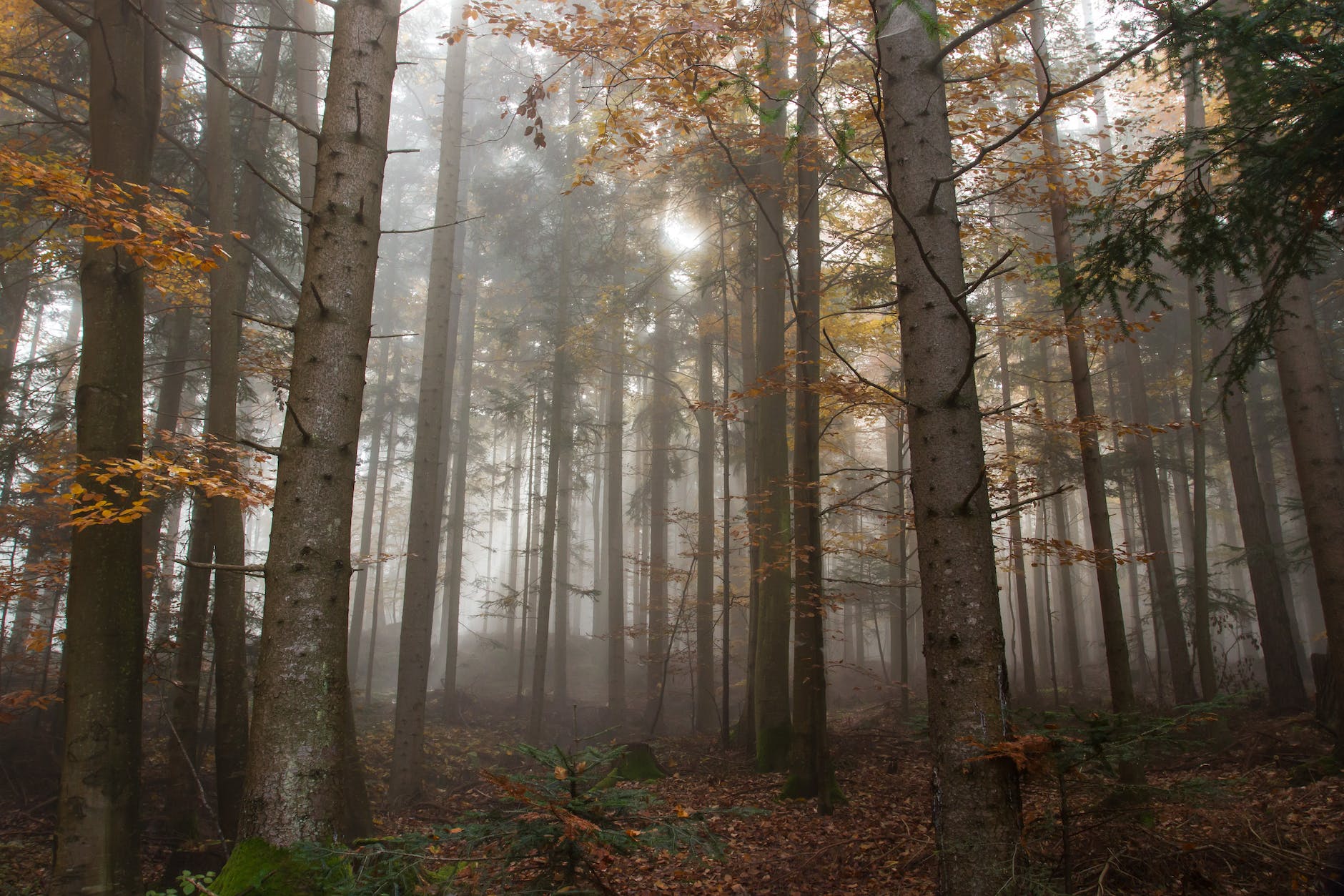 atmosphere autumn beautiful branch