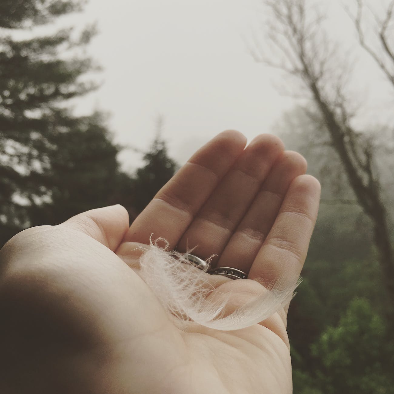 person holding white feather near trees under cloudy sky