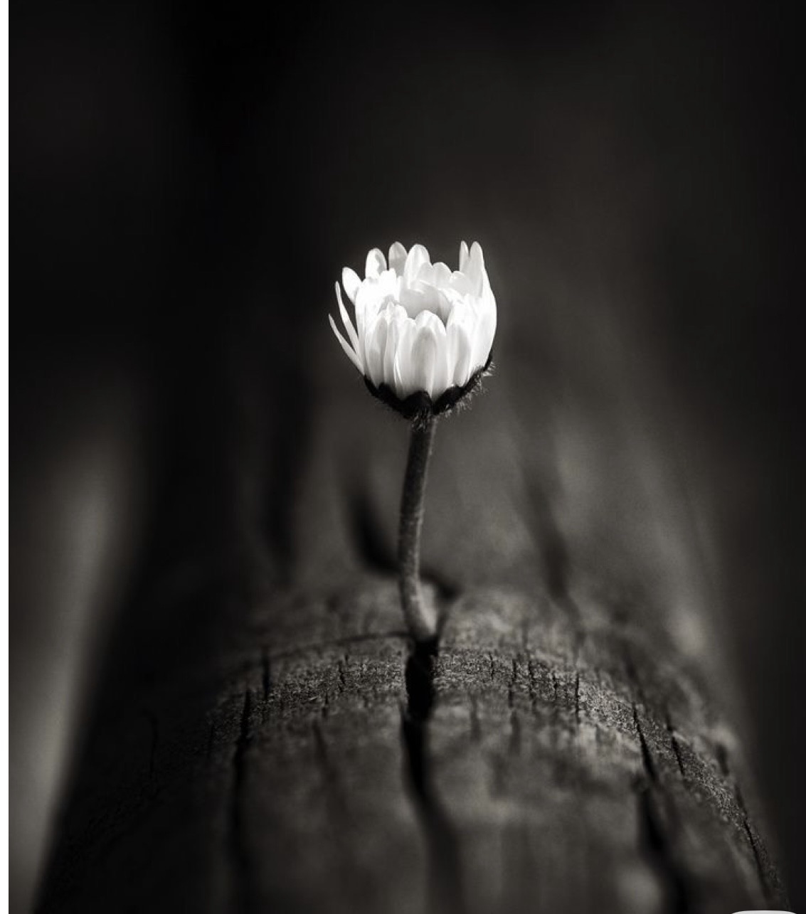 حينَ ترحلُ الكلماتُ